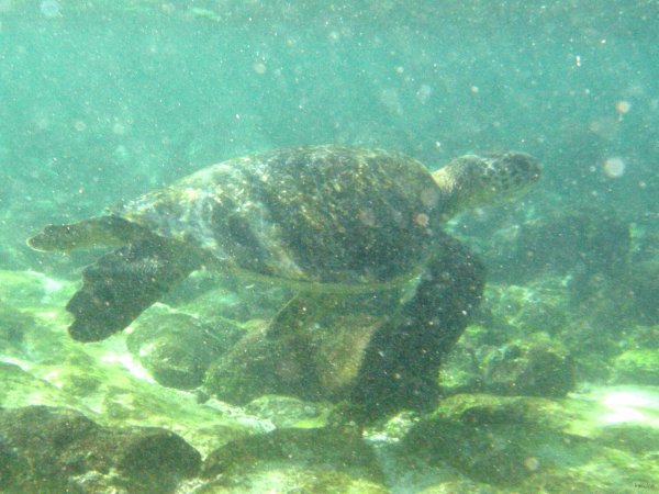 142- Une tortue a la Loberia 